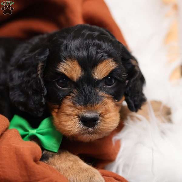 Rufus, Cavapoo Puppy